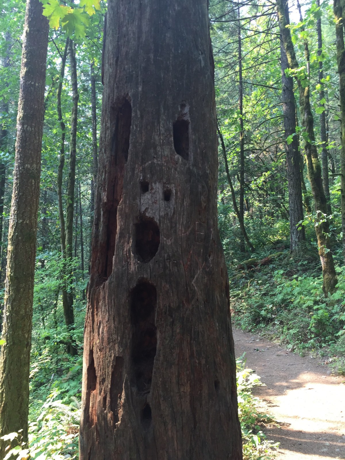 Lost in the Trees (Rescuing the Muse, Part&nbsp;6)