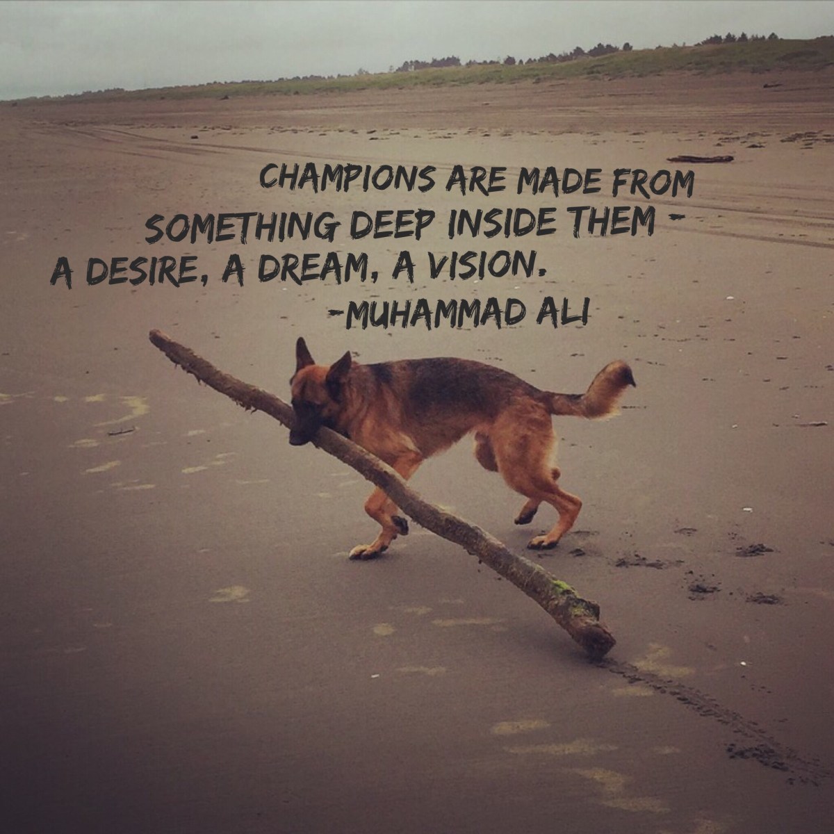 The love of a dog (you heal me and I heal&nbsp;you)